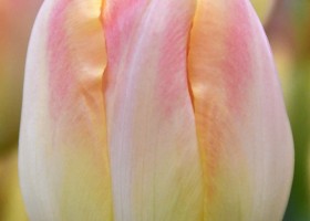 Tulipa Creme Upstar ® (4)